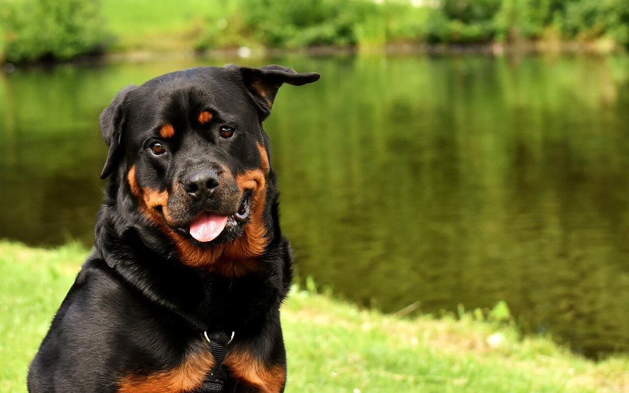 Homemade CBD Dog Treats: Best 7 Health Tips!