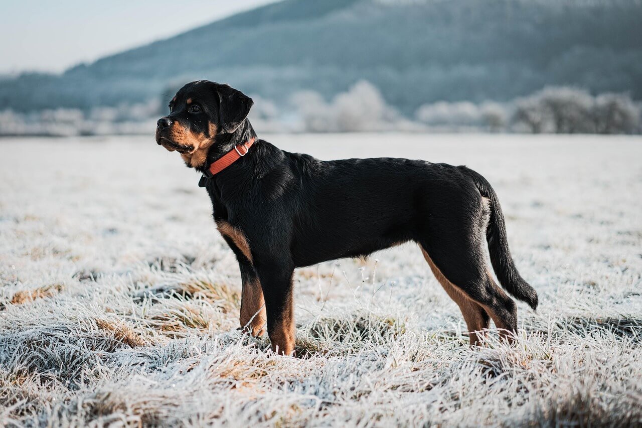 Understanding Extracapsular Repair for Dogs: Best 7 Tips!