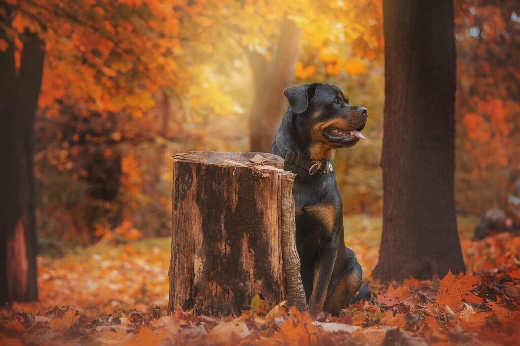 Why Is My Dog Not Eating but Still Drinking Water? Best 7 Tips!