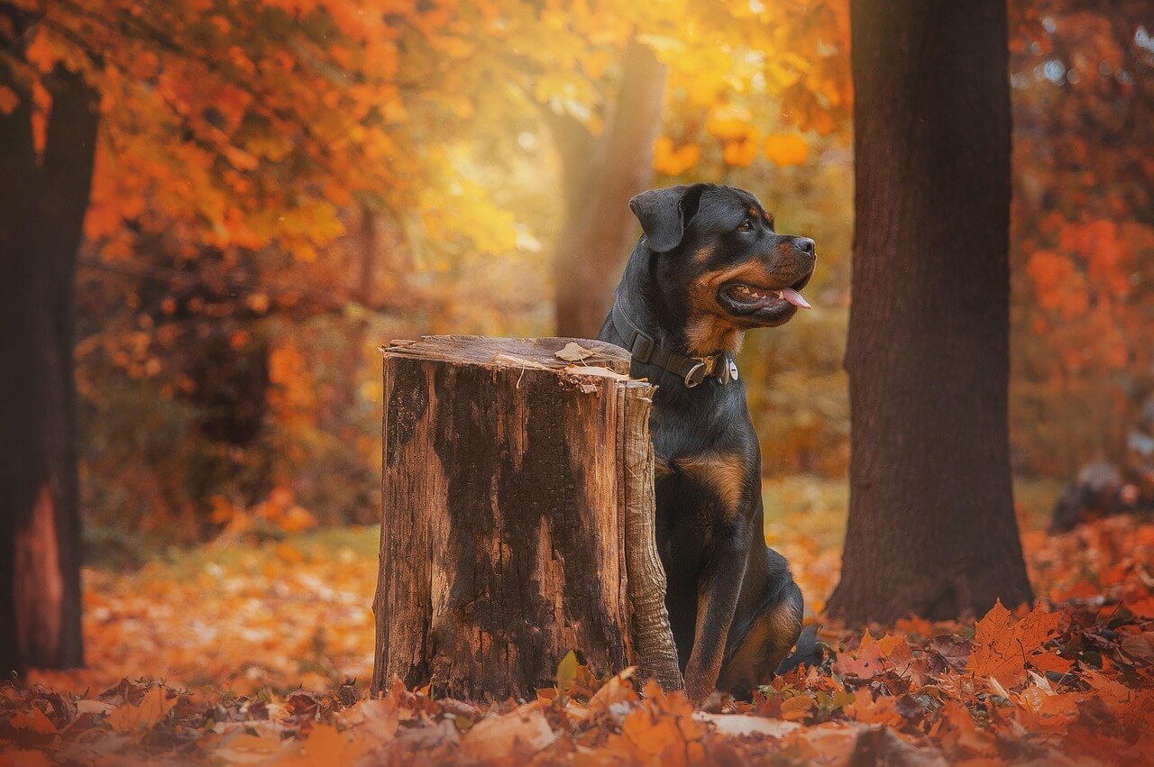 Why Is My Dog Not Eating but Still Drinking Water? Best 7 Tips!
