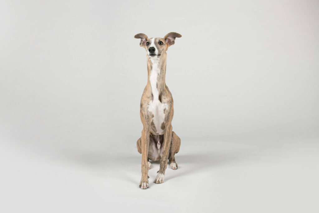 How Much Does It Cost to Trim Dog Nails? Best 7 Tips!