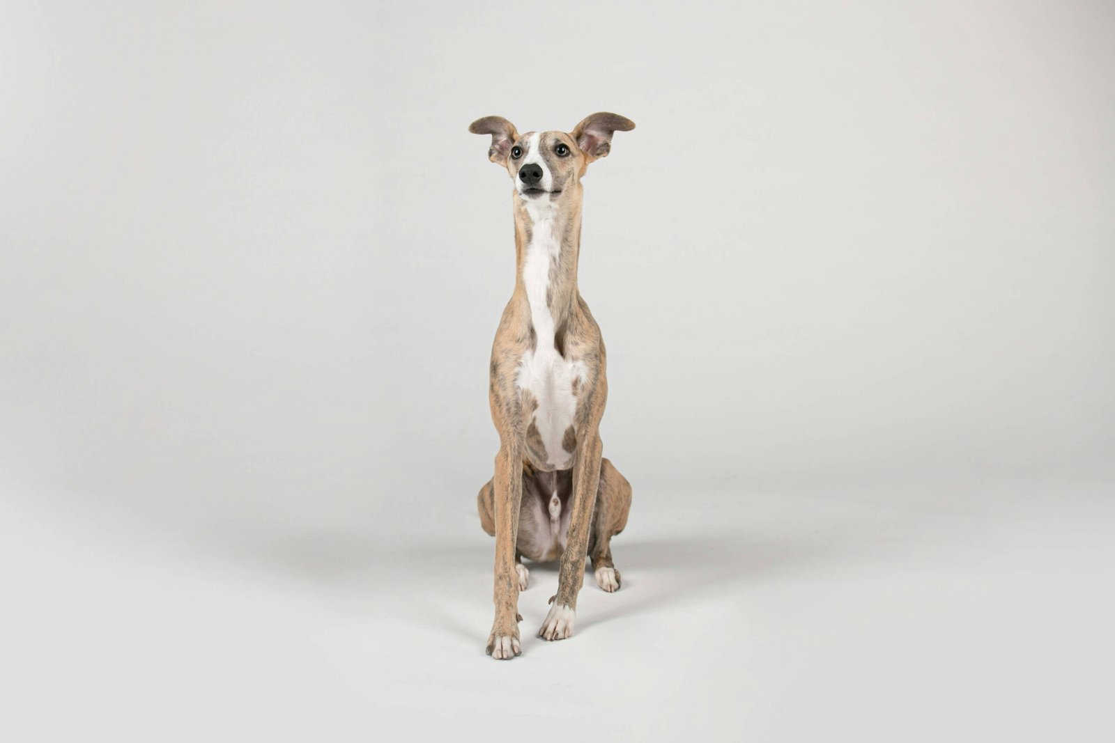 How Much Does It Cost to Trim Dog Nails? Best 7 Tips!