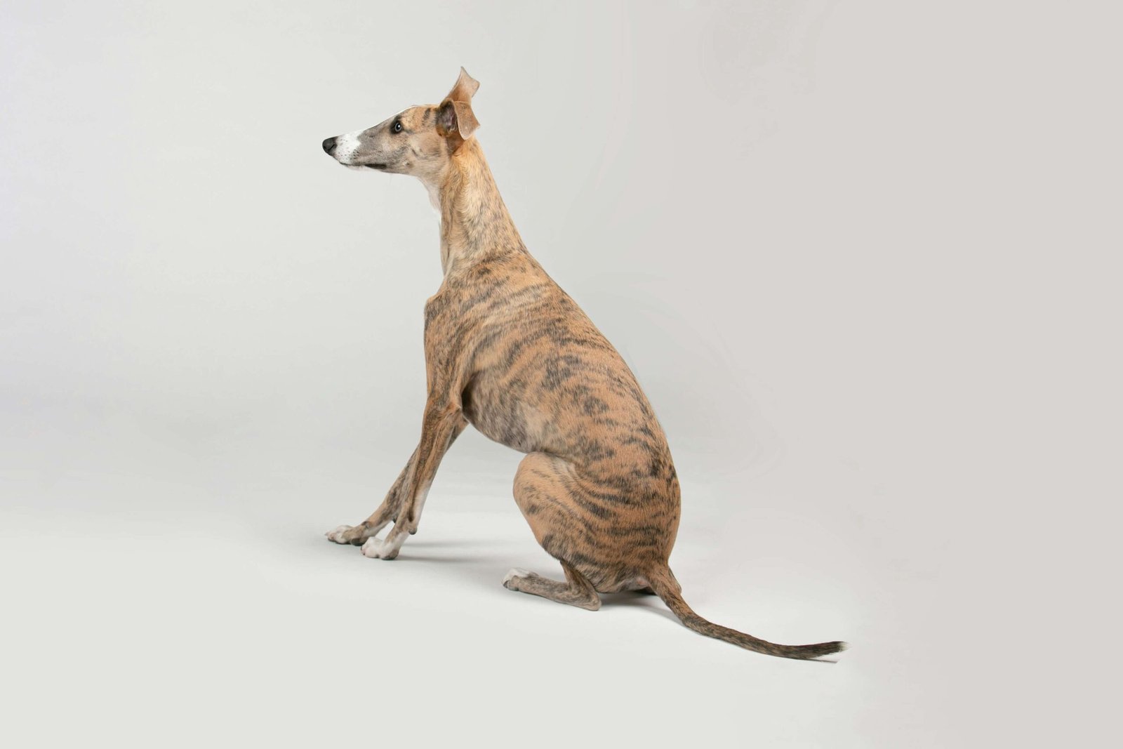 Understanding Female Dog Anatomy: Best 7 Expert Tips!