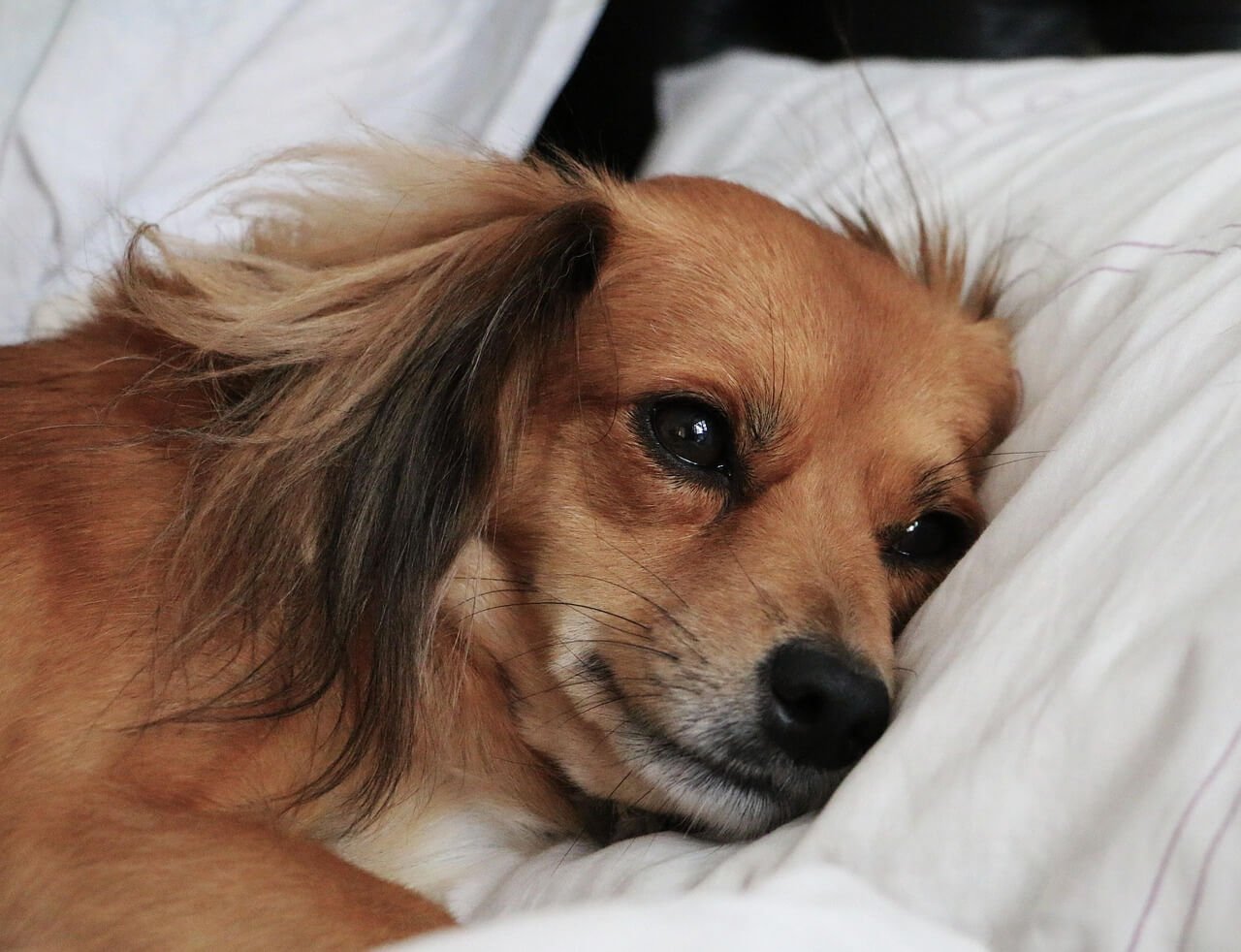 Why Does Your Dog Dig in Bed? Best 7 Behavior Tips!