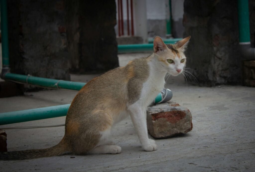 Hind Legs Sitting Cat Hip Dysplasia: Best 7 Expert Tips!