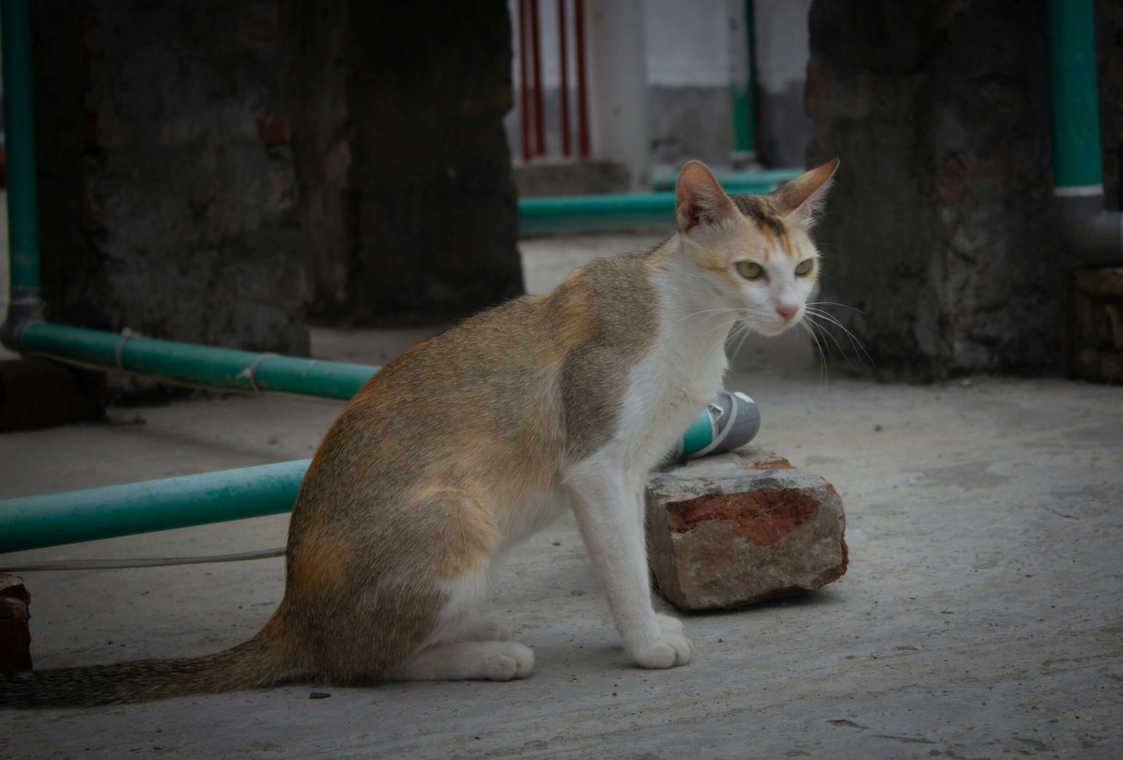 Hind Legs Sitting Cat Hip Dysplasia: Best 7 Expert Tips!