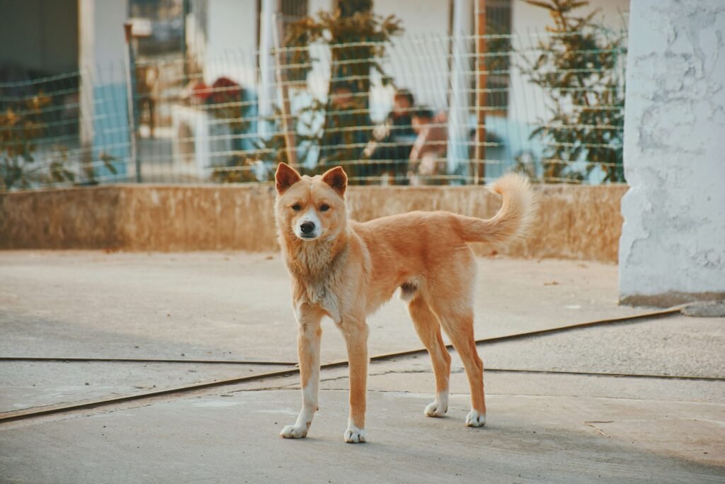 Are Monsteras Toxic to Dogs? Best 7 Health Tips!