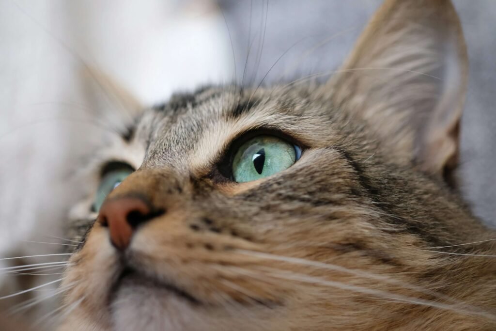 How to Help Your Cat in Heat: Best 7 Expert Tips!