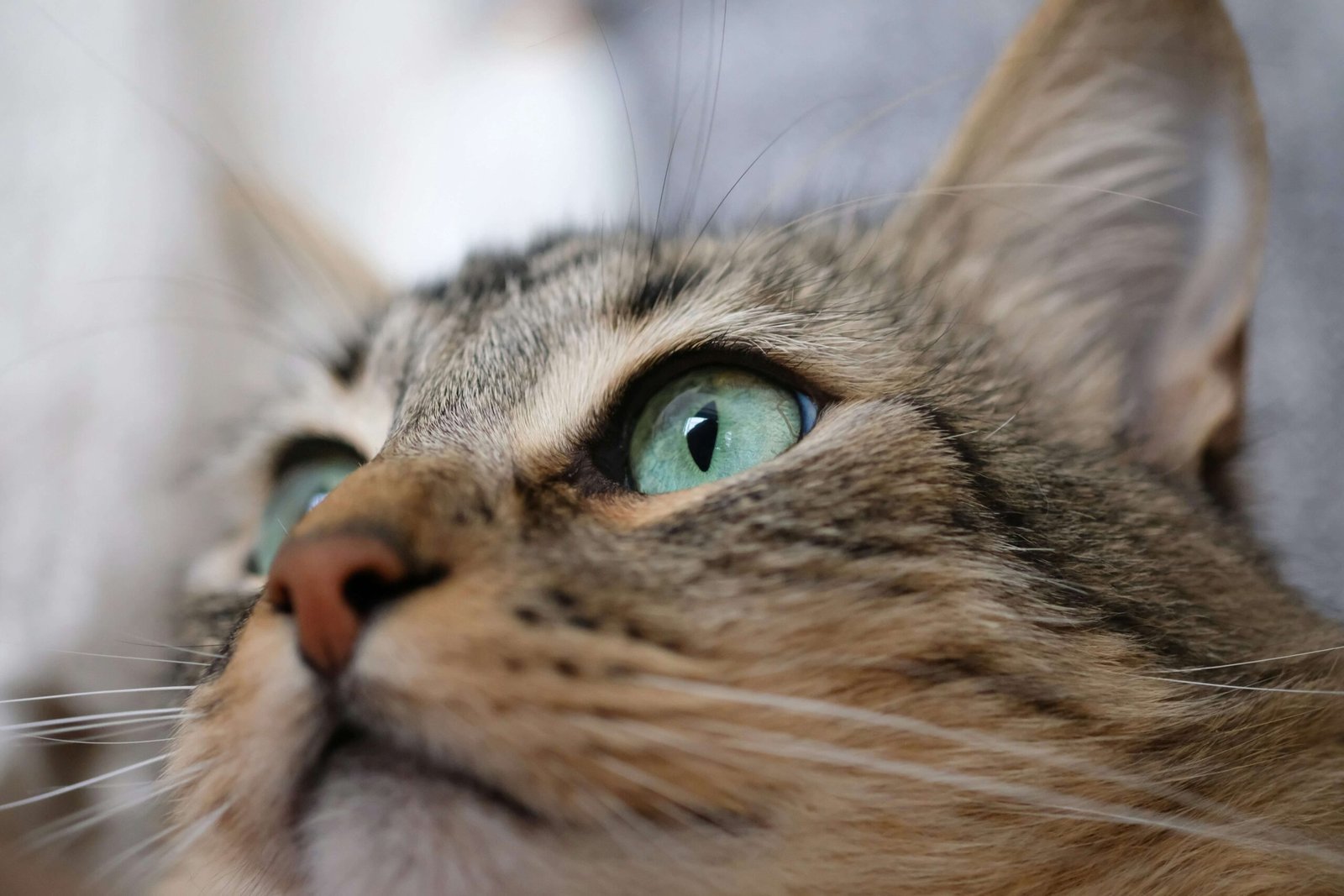 How to Help Your Cat in Heat: Best 7 Expert Tips!