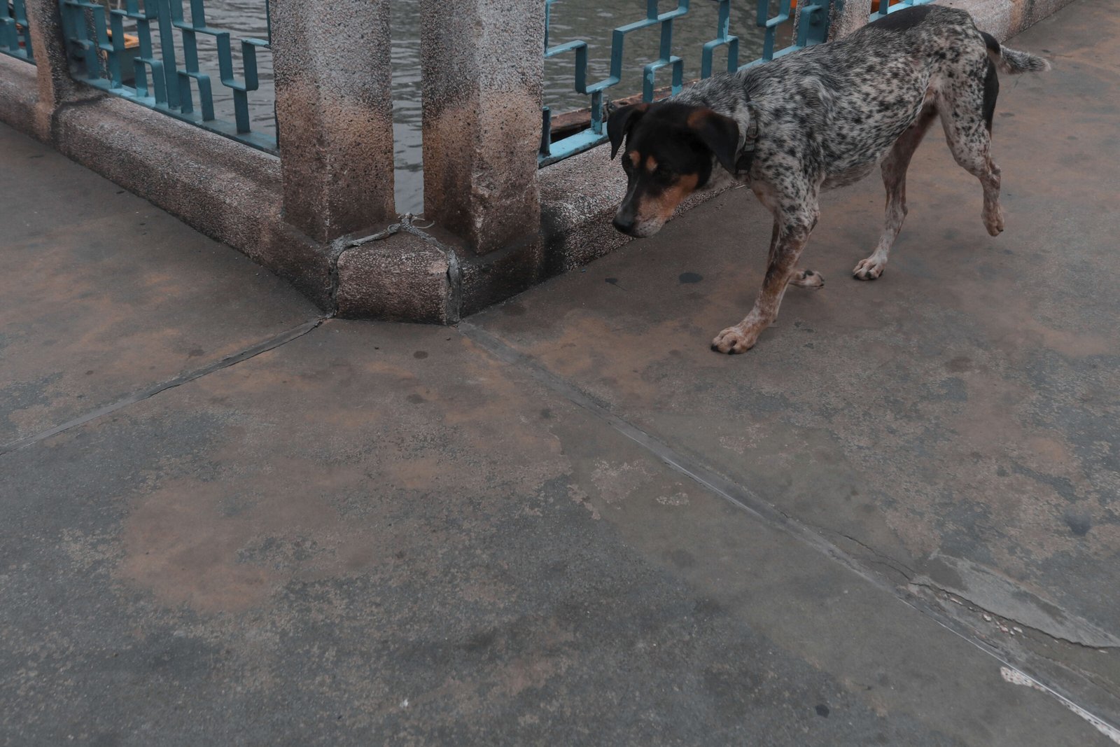 Can a 2-Year-Old Dog Get Parvo If Vaccinated? Best 7 Tips!