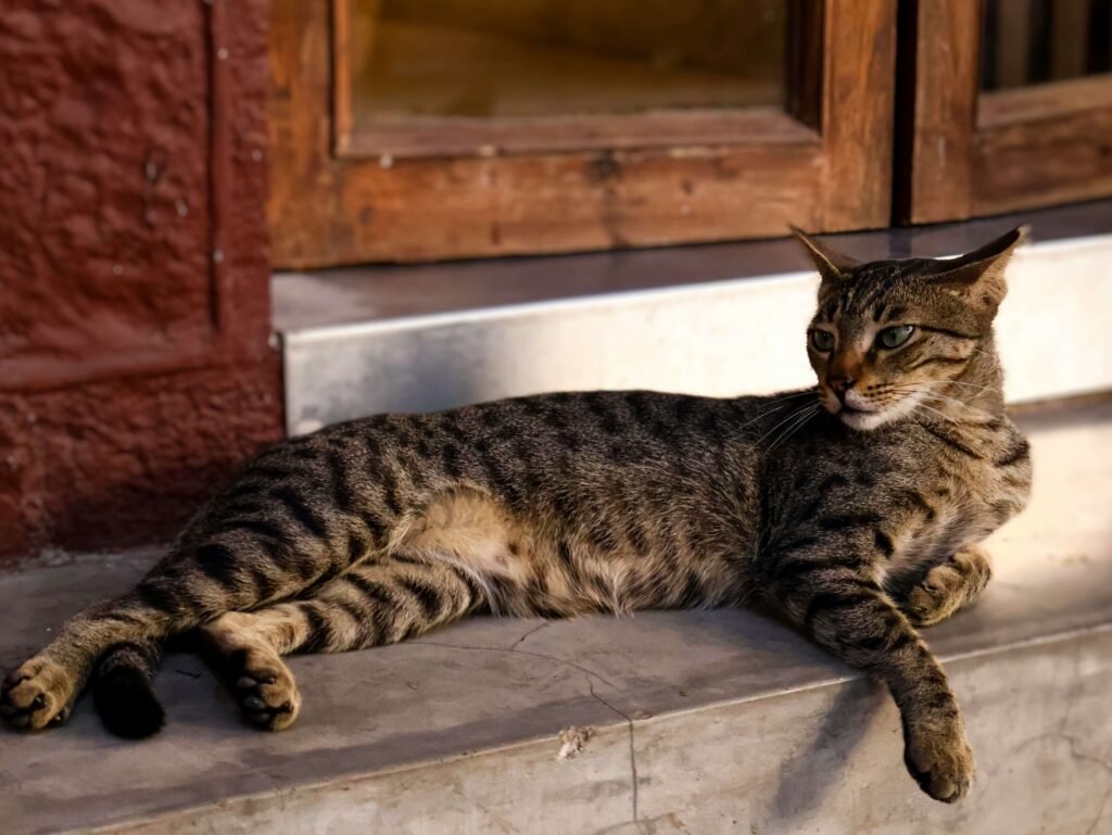 Why Does My Cat Twitch in Their Sleep? Best 7 Behavior Tips!