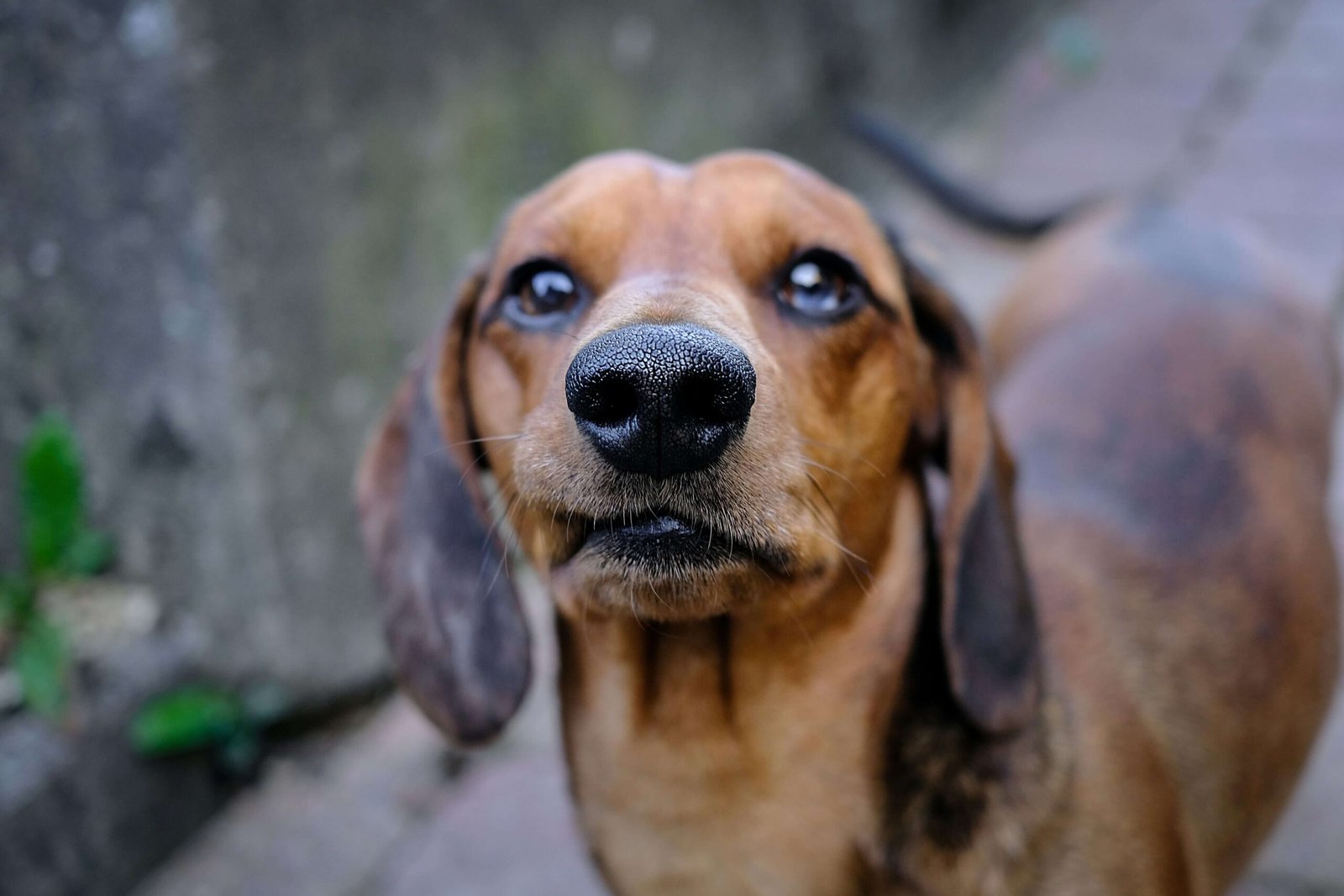Broken Tail Dog: Best 7 Expert Tips!