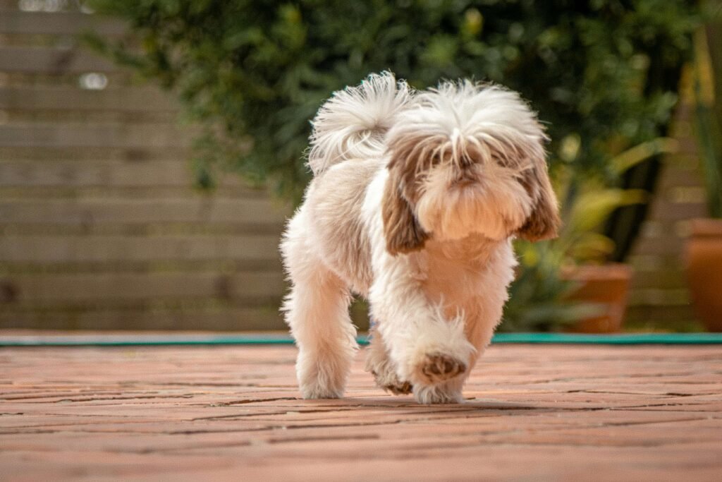 Dog Hotspot vs Ringworm: Best 7 Expert Tips!
