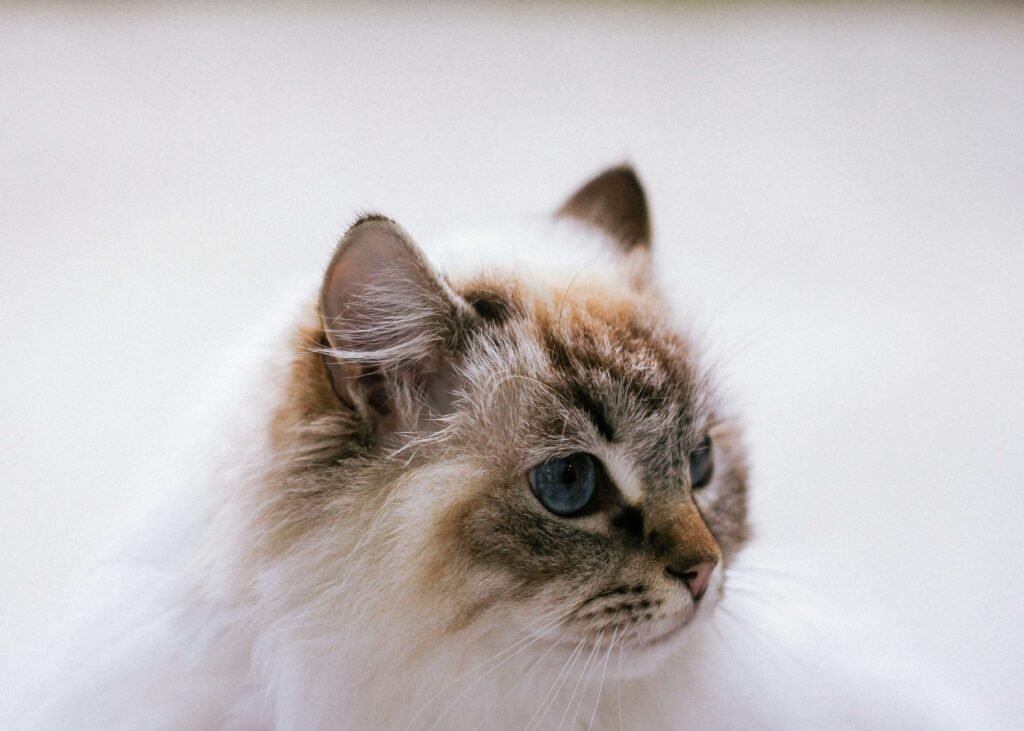 Can I Give My Cat Pedialyte? Best 7 Expert Tips!