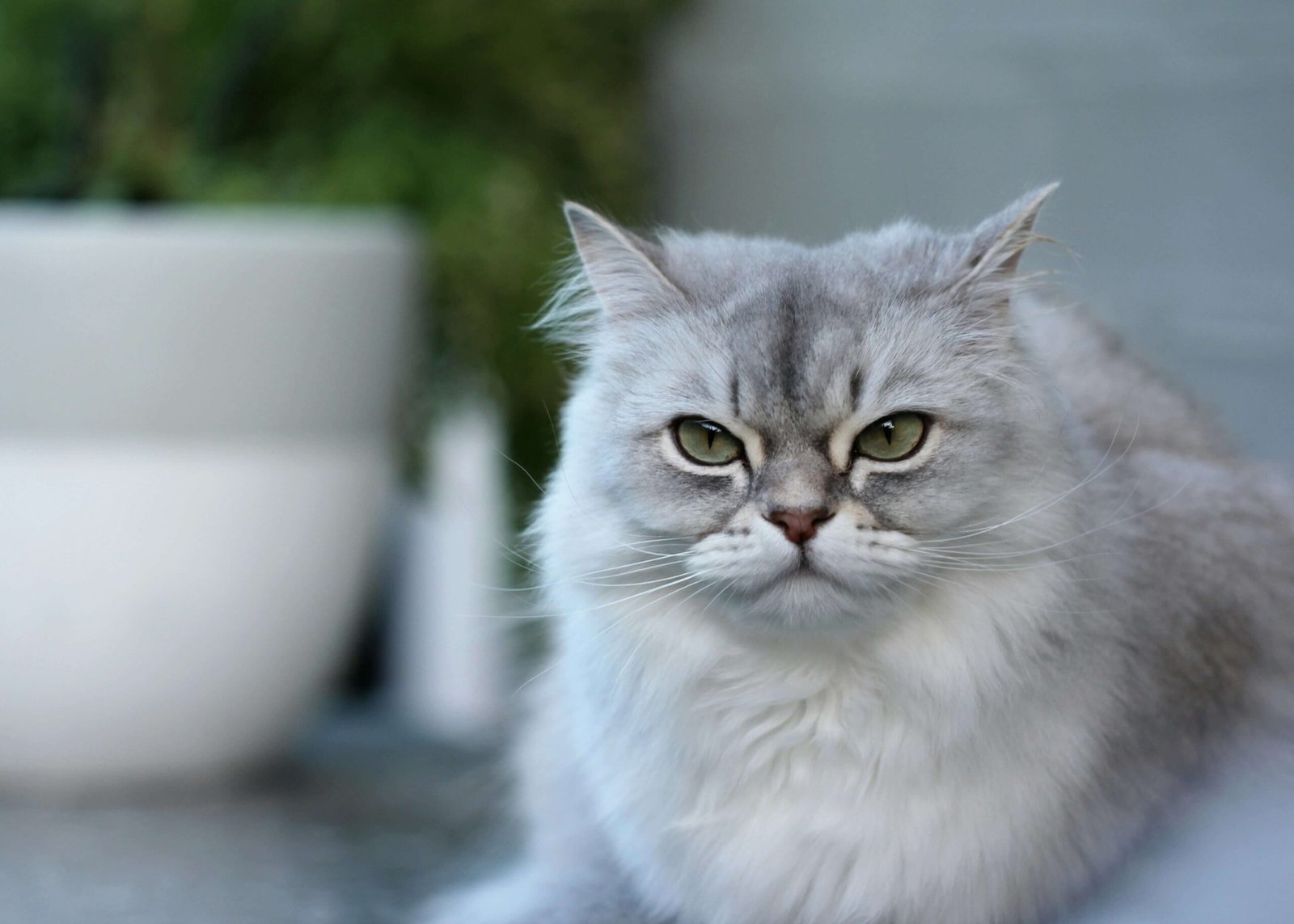 When Your Cat Eats a Fly: Best 7 Health Tips!