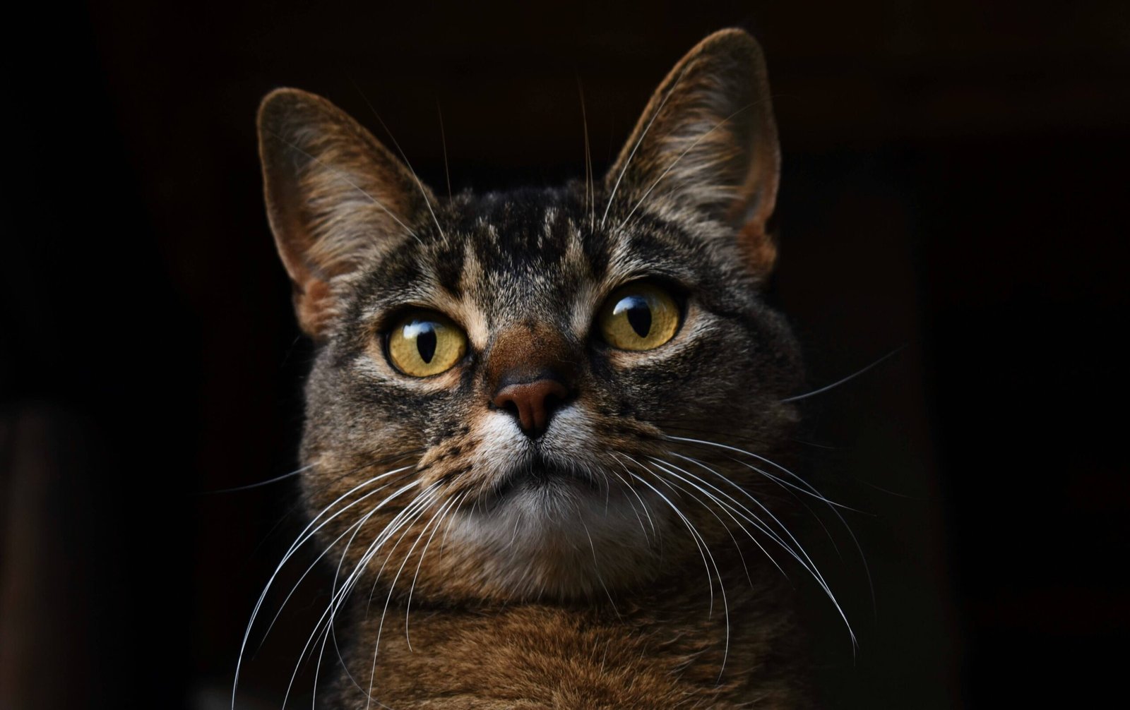 How Did My Indoor Cat Get a Cold? Best 7 Health Tips!