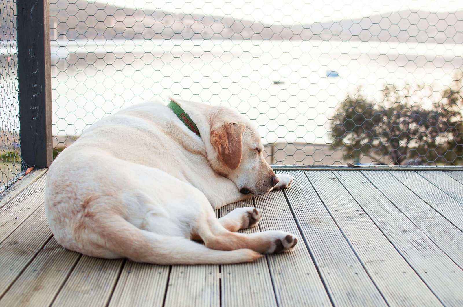 Jelly Mucus in Dog Poop: Best 7 Expert Tips!