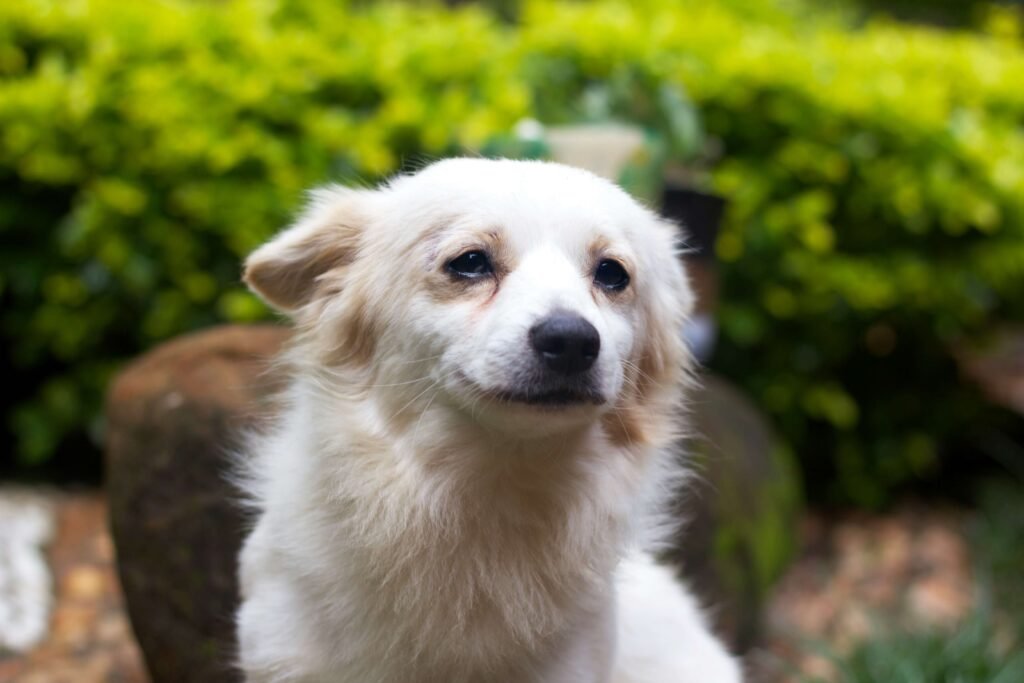 Why Does My Dog Keep Stretching His Back Legs? Best 7 Tips!