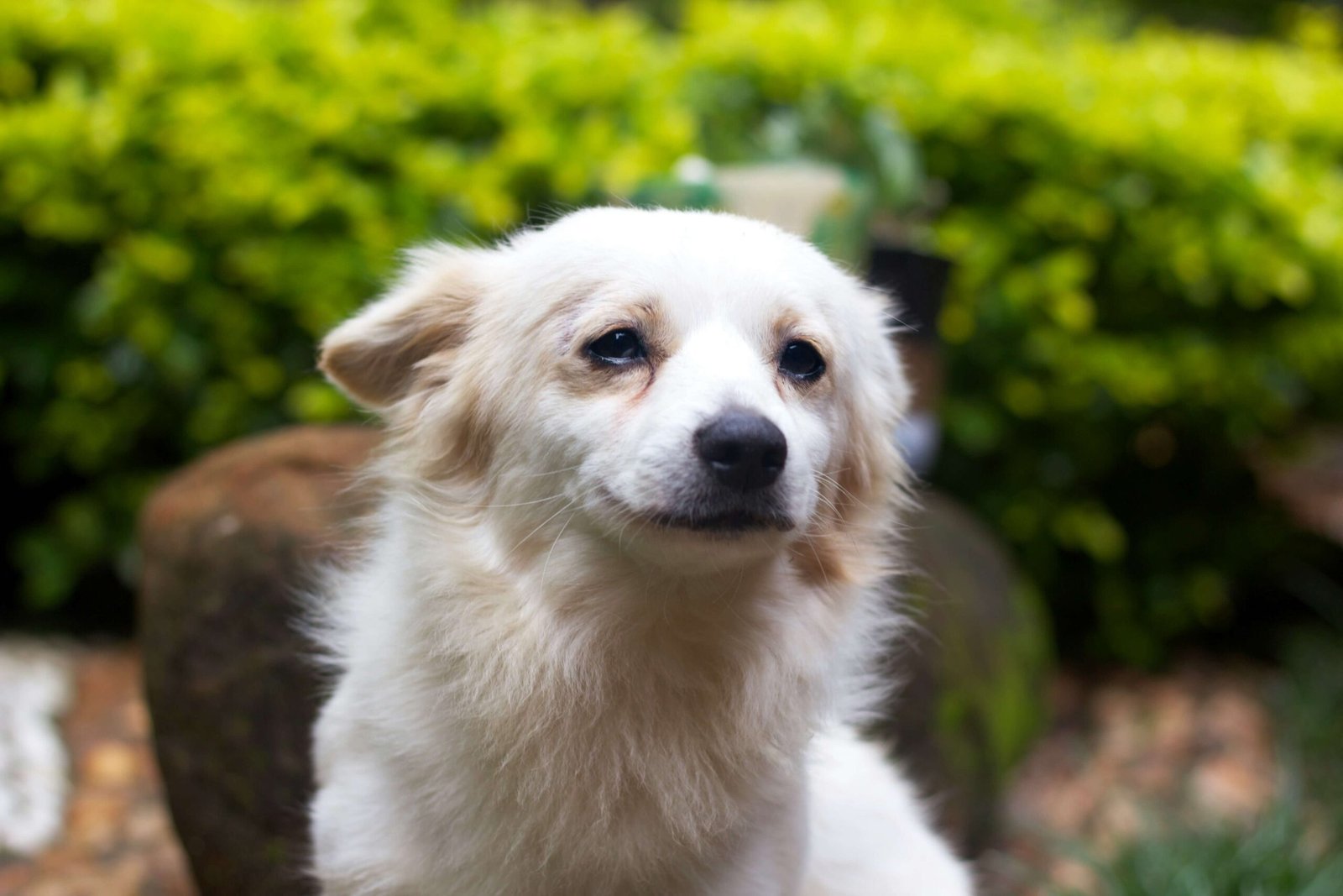 Why Does My Dog Keep Stretching His Back Legs? Best 7 Tips!