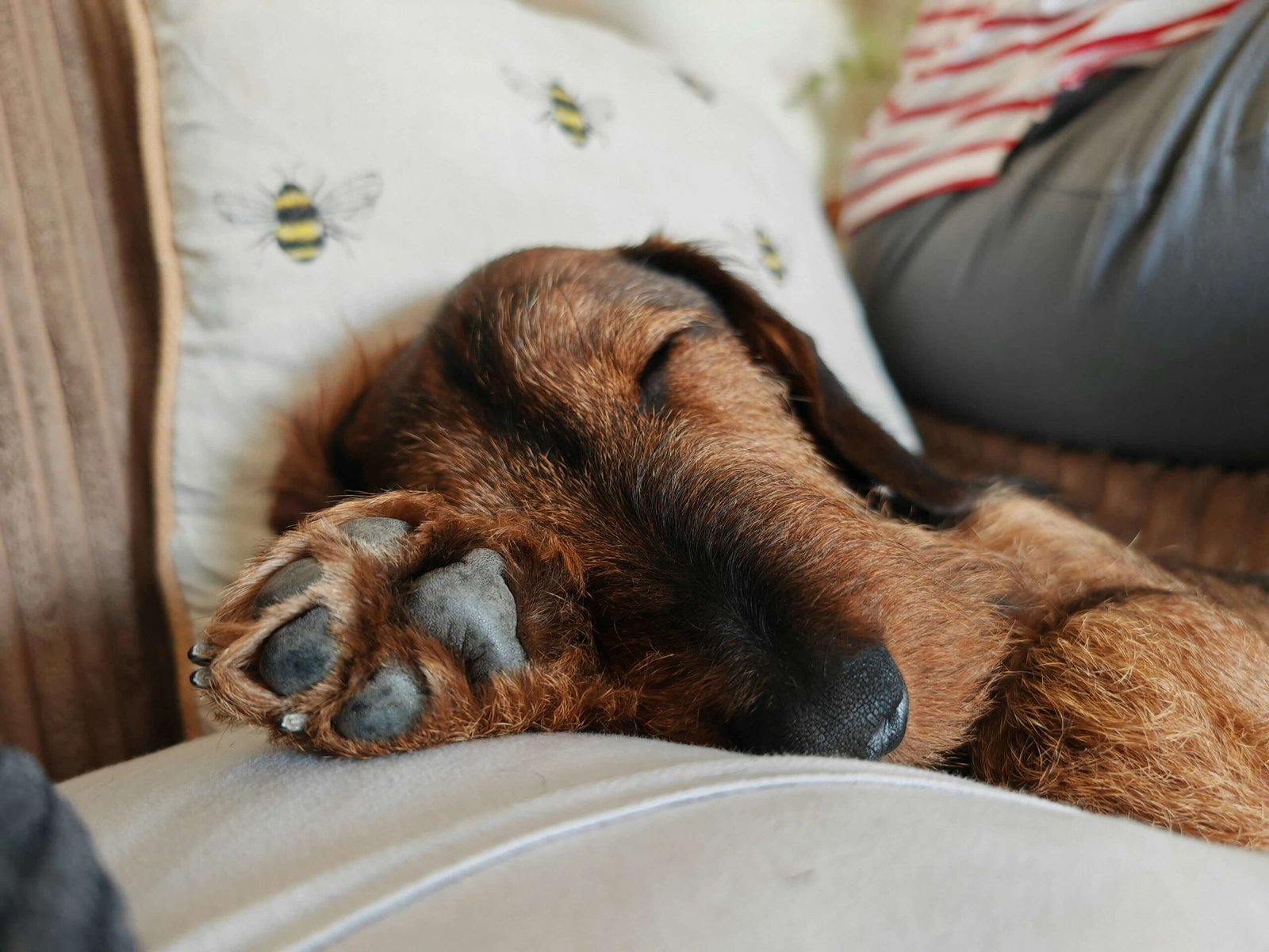 How to Bandage a Dog Paw: Best 7 Expert Tips!