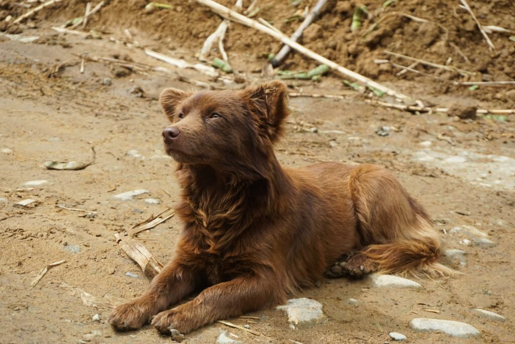 Understanding the DAPP Dog Vaccine: Best 7 Expert Tips!