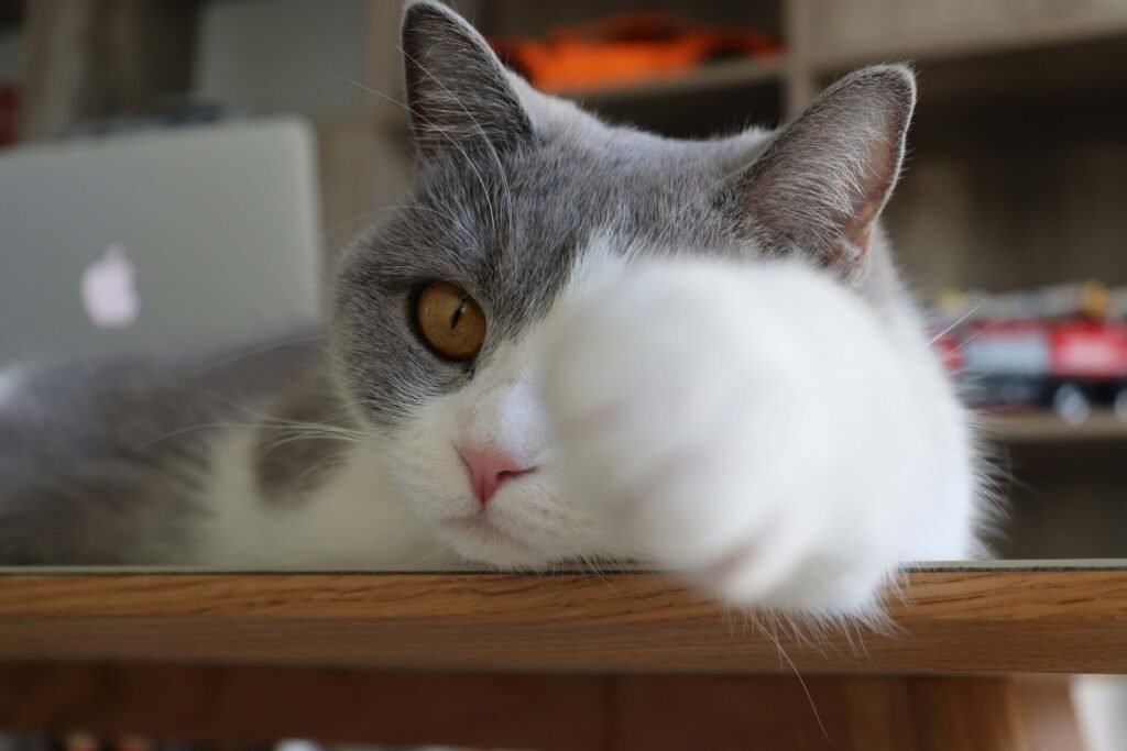 Why Does My Cat Squeak? Best 7 Behavior Tips!