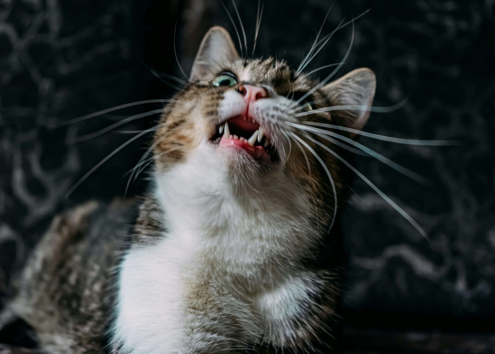 Can You Give a Cat MiraLAX? Best 7 Health Tips!