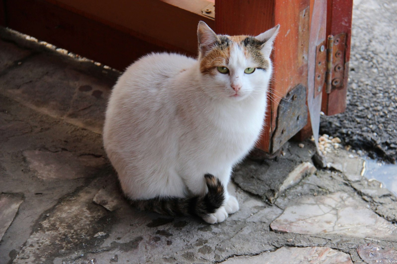 Understanding Cat Lipomas: Best 7 Health Tips!