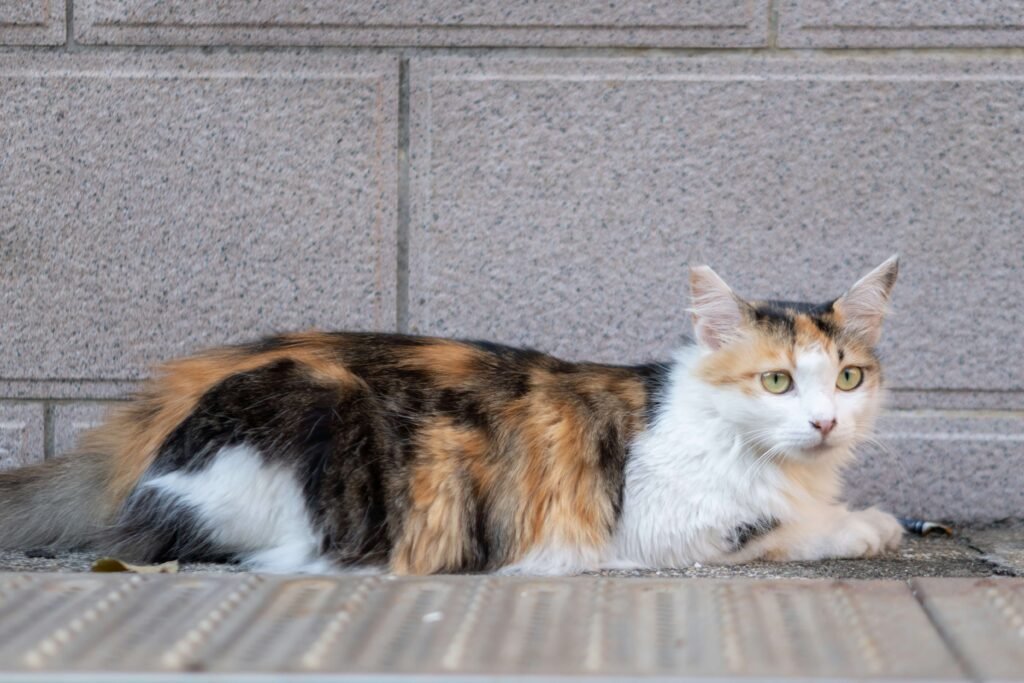 How to Cheer Up a Depressed Cat: Best 7 Expert Tips!