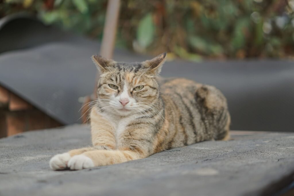 Does Cat Food Expire? Best 7 Expert Tips!