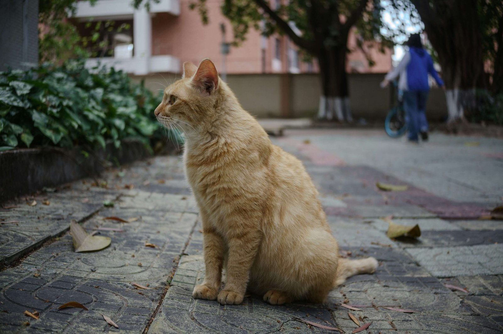 Understanding Cat Cold Treatment: Best 7 Health Tips!