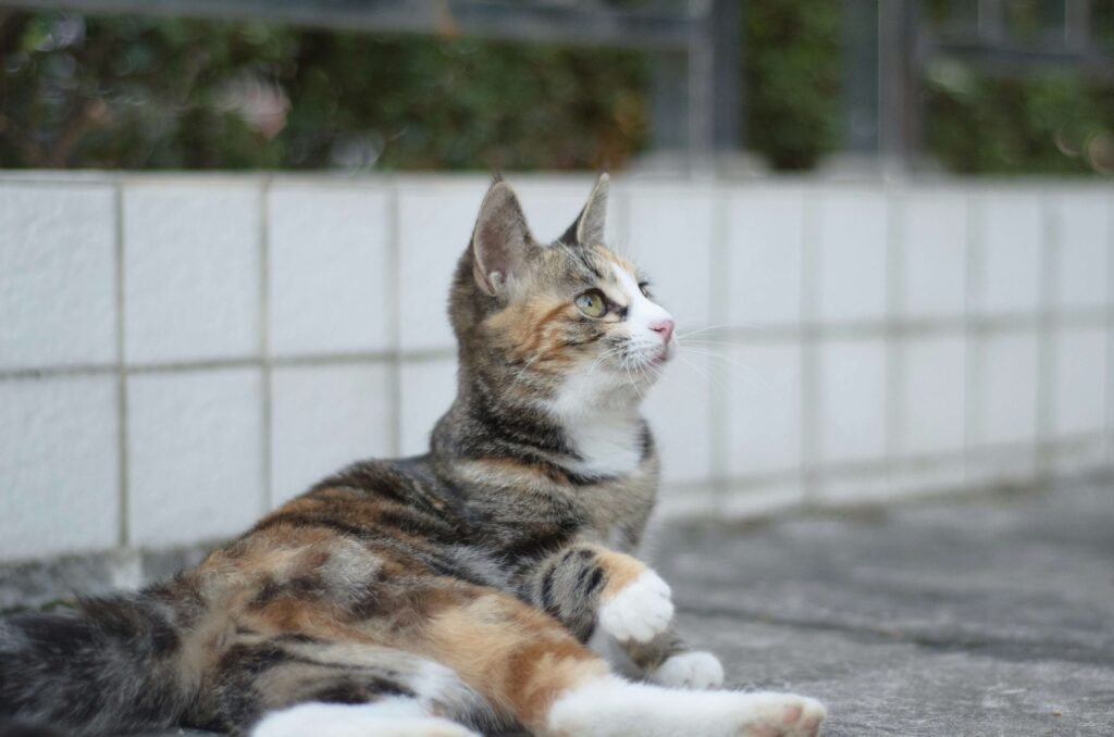 Understanding Unwell Cat Sleeping Positions: Best 7 Tips!