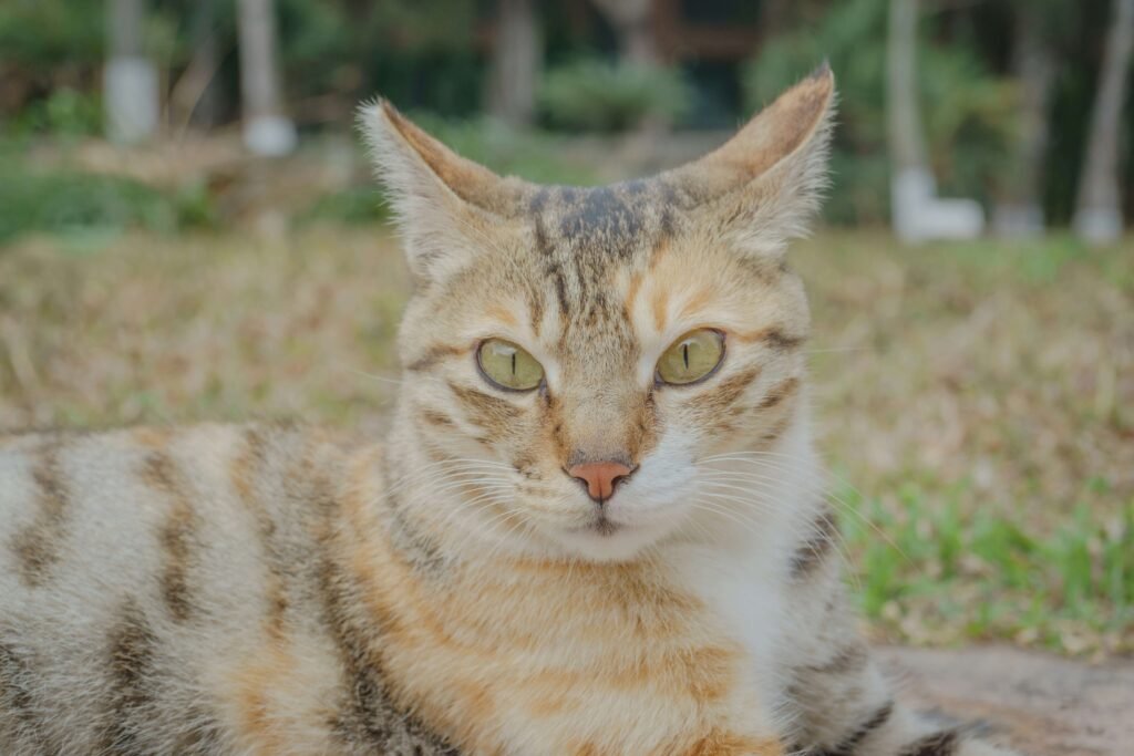Why Did My Cats Whisker Fall Out? Best 7 Health Tips!