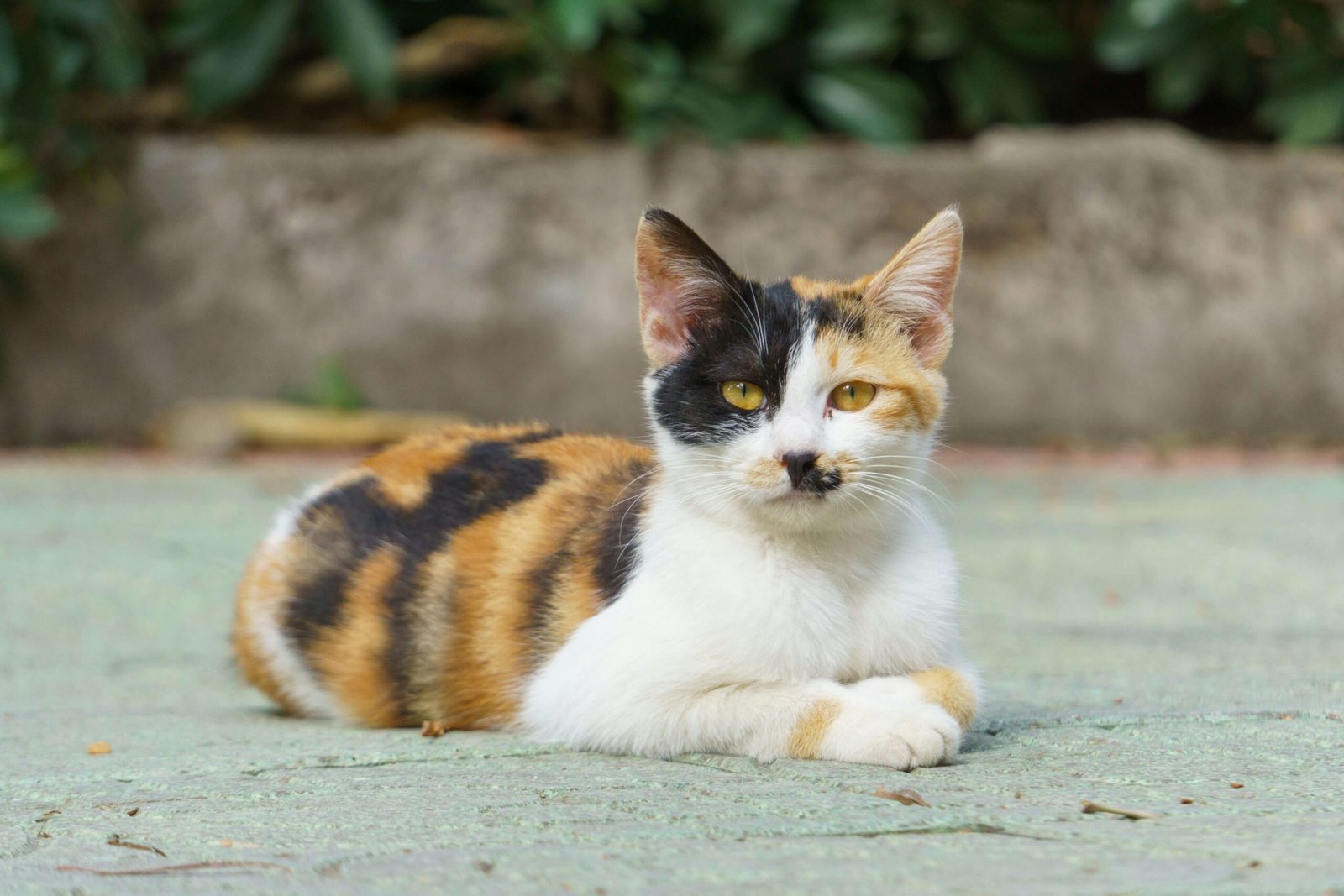 Why Does Your Cat Drool When Purring? Best 7 Expert Tips!