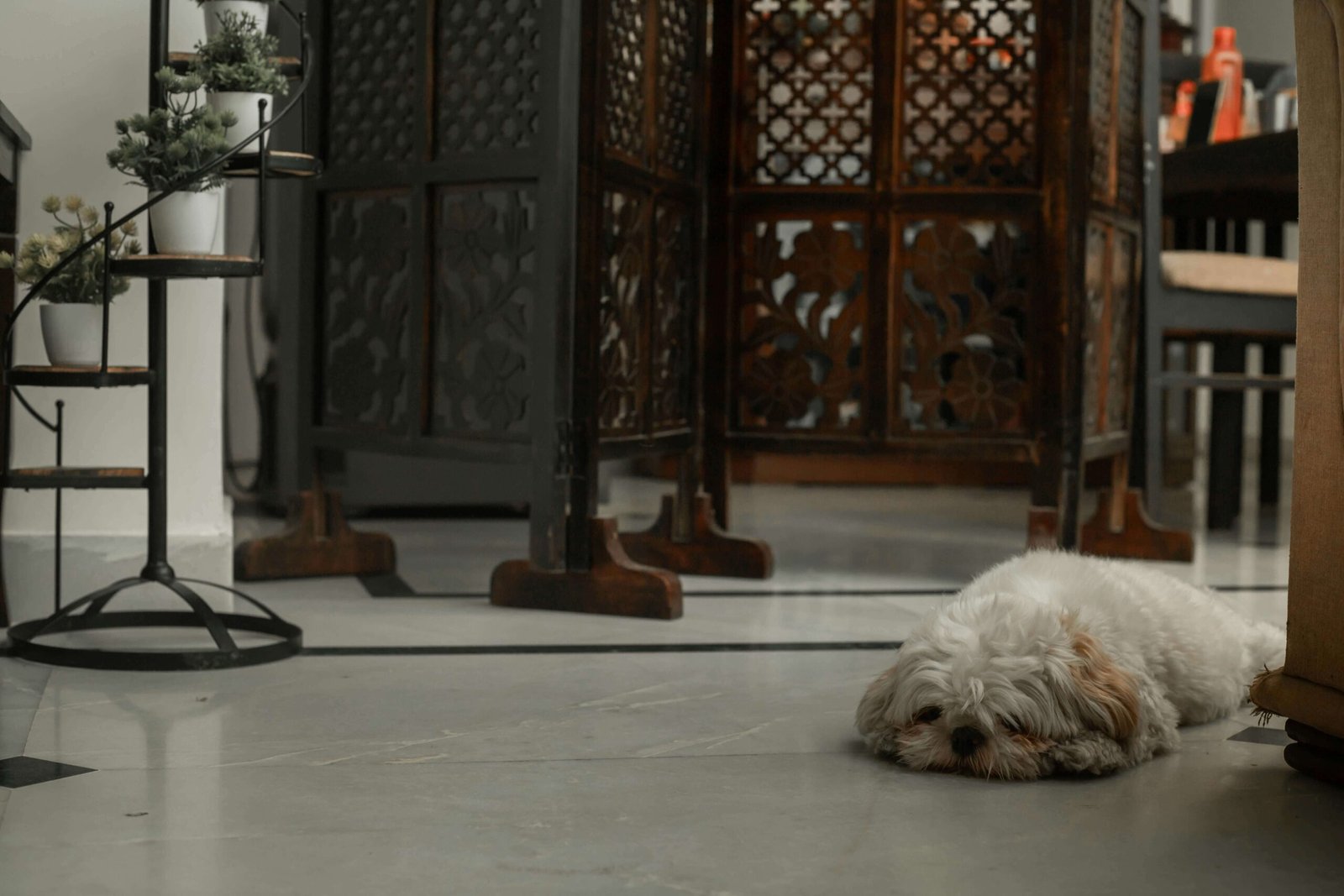 Understanding Swollen Joints in Dogs: Best 7 Expert Tips!