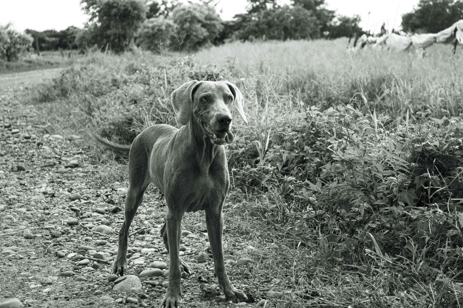 My Dog Is Limping but Shows No Sign of Pain: Best 7 Tips!