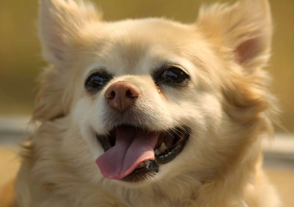 Homemade Dog Ice Cream Recipe: Best 7 Expert Tips!