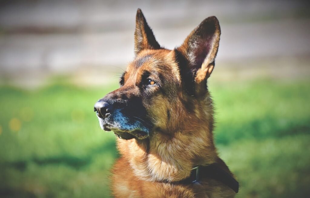 The Ultimate Guide to Guard Dog Training: Best 7 Tips!