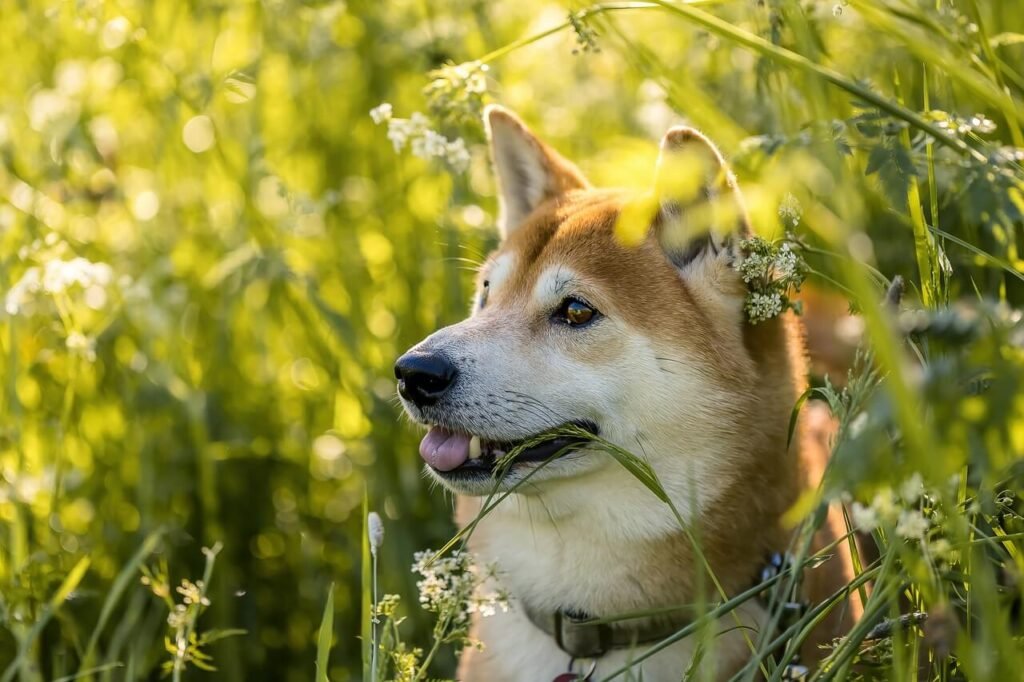 Why Does My Dog Rest His Head on Me When He Sleeps? Best 7 Tips