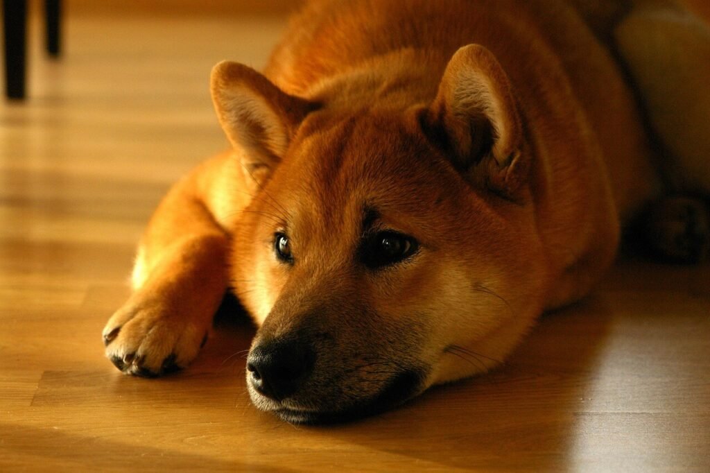 Why Wont My Dog Eat Kibble But Devours Everything Else? Best 7 Tips