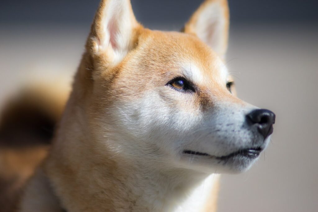 Understanding Angular Limb Deformity in Dogs: Best 7 Tips!