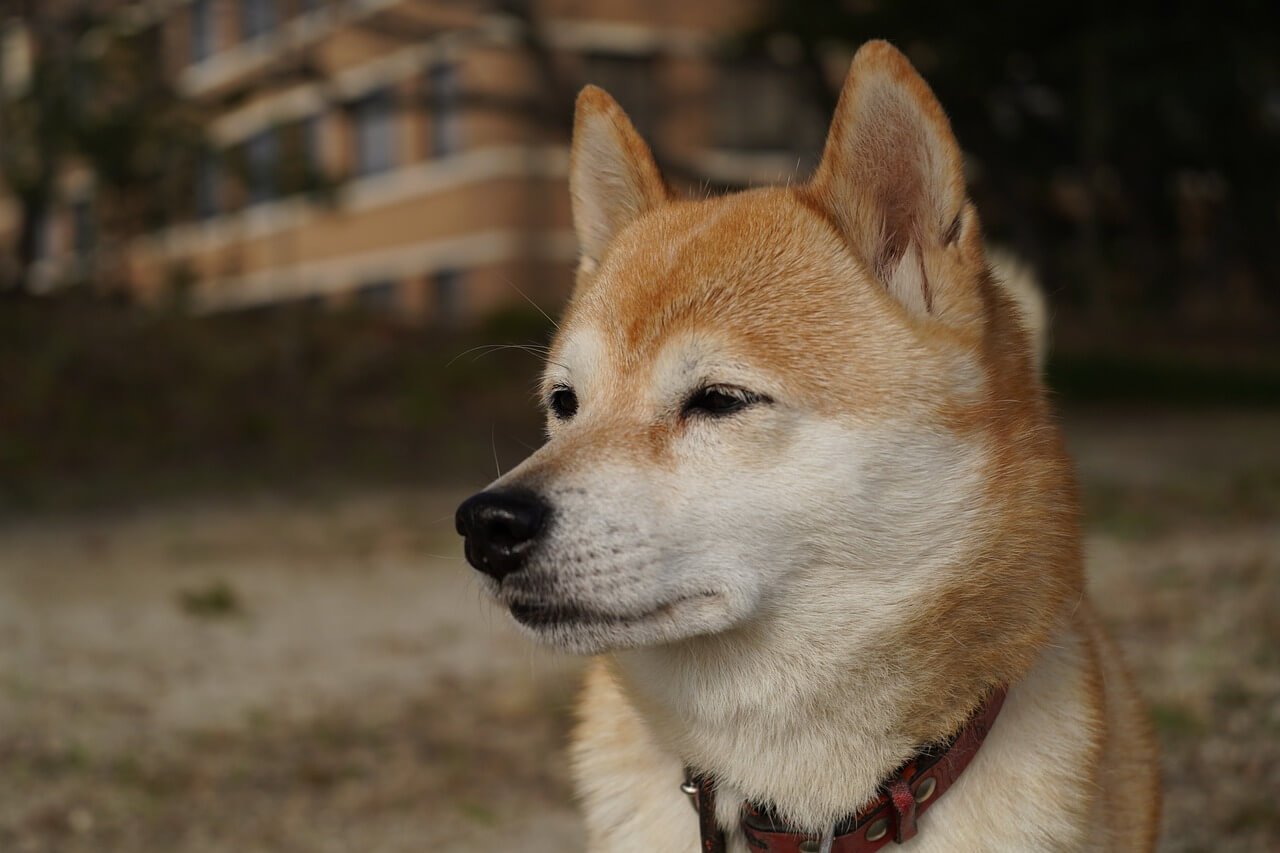 How Long to Soak Your Dogs Paws in Epsom Salt: Best 7 Tips!