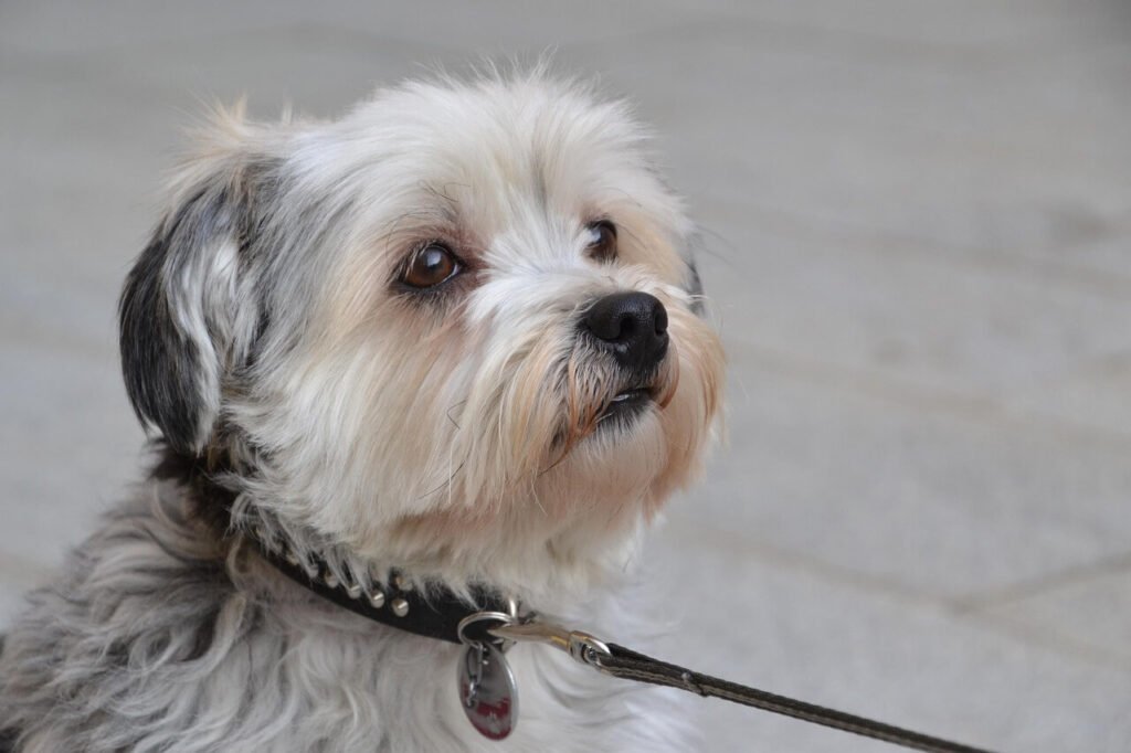 Why Is My Older Dog Drinking So Much Water? Best 7 Tips!