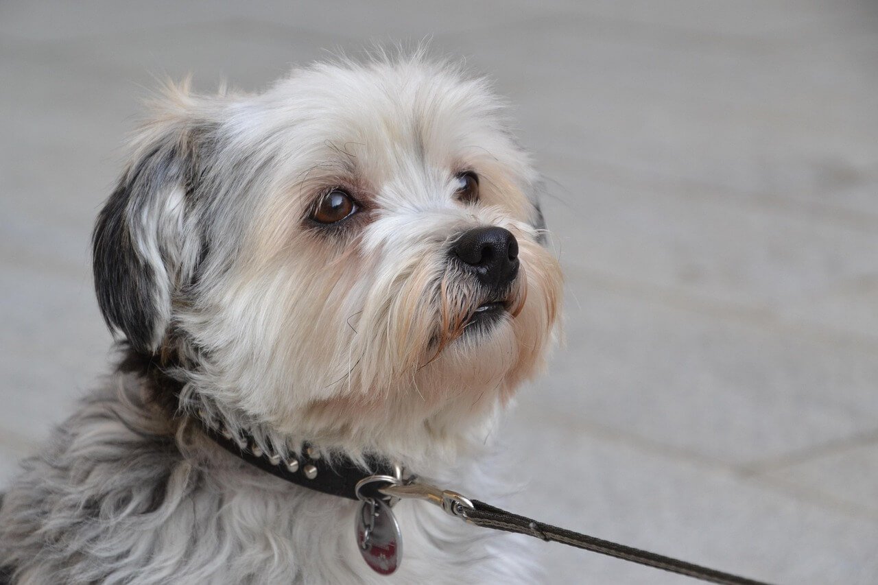 Why Is My Older Dog Drinking So Much Water? Best 7 Tips!