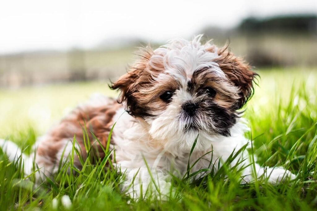 Understanding Dog Ulcer Symptoms: Best 7 Health Tips!