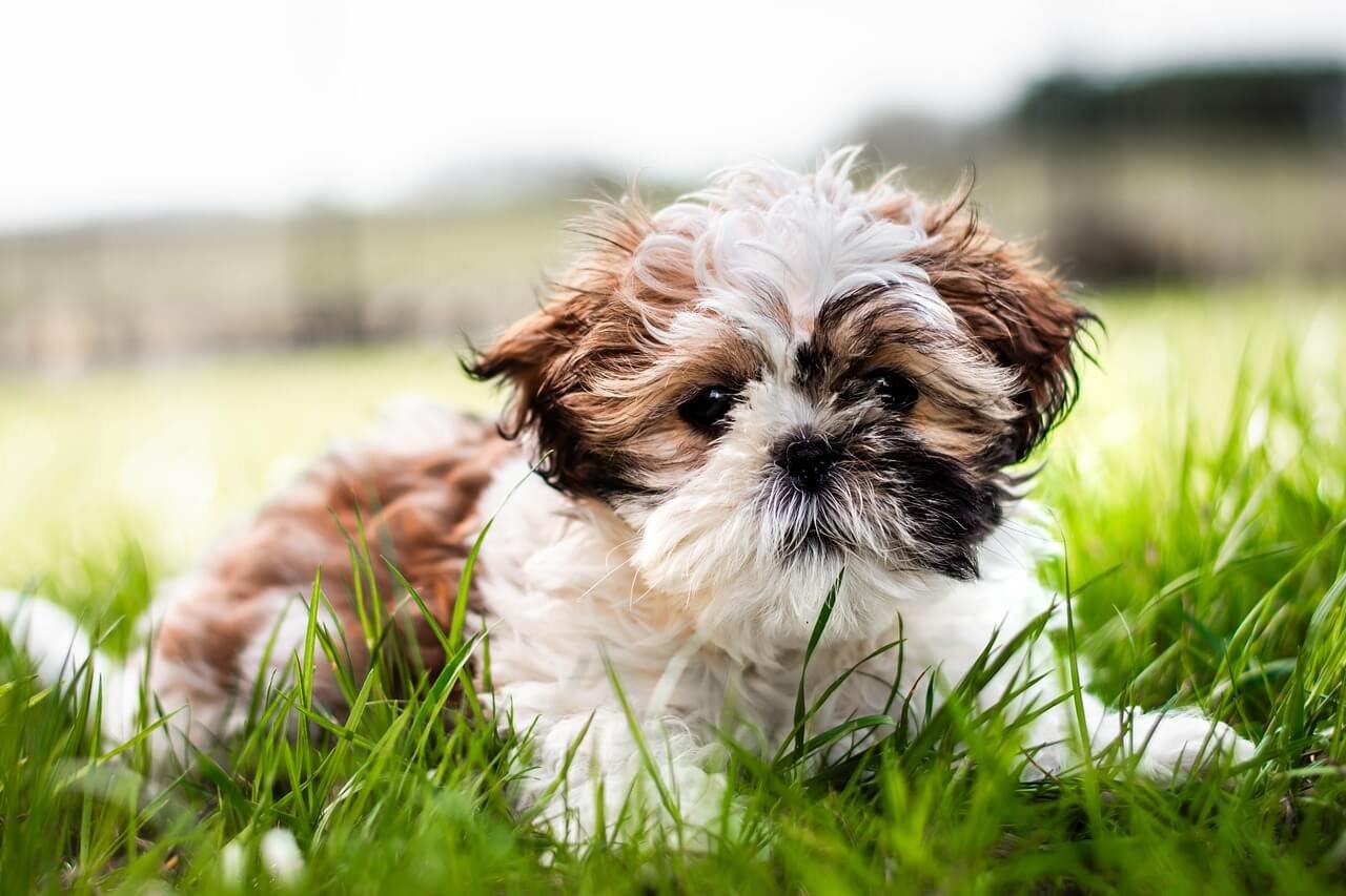 Understanding Dog Ulcer Symptoms: Best 7 Health Tips!