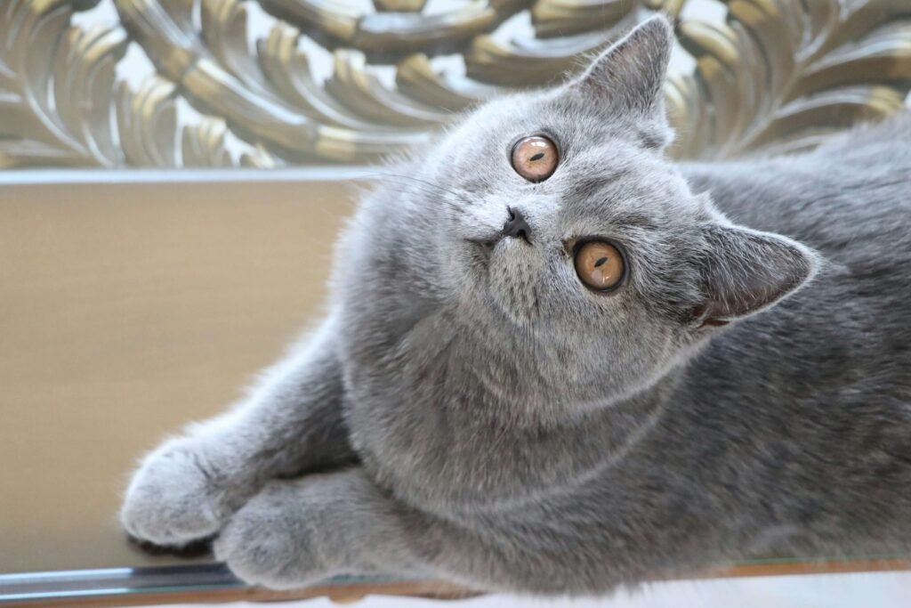 How to Help a Grieving Cat: Best 7 Expert Tips!