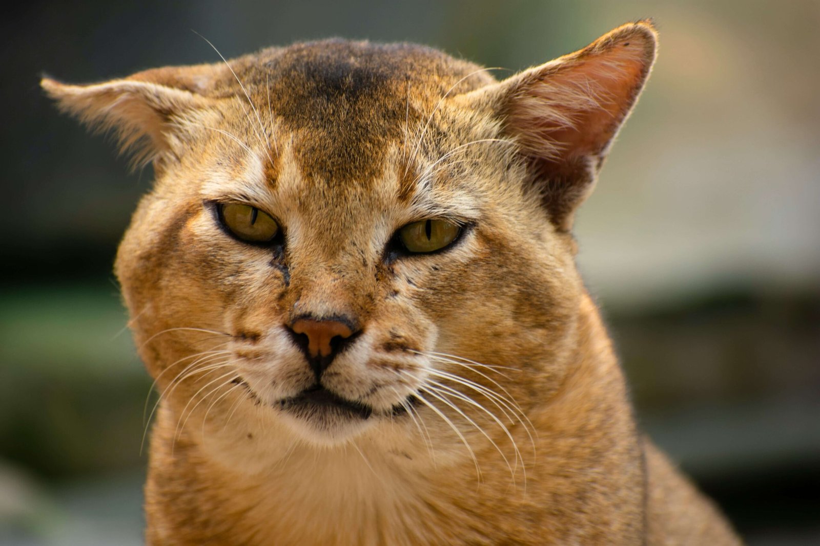 Is My Cat Happy? Best 7 Expert Tips!