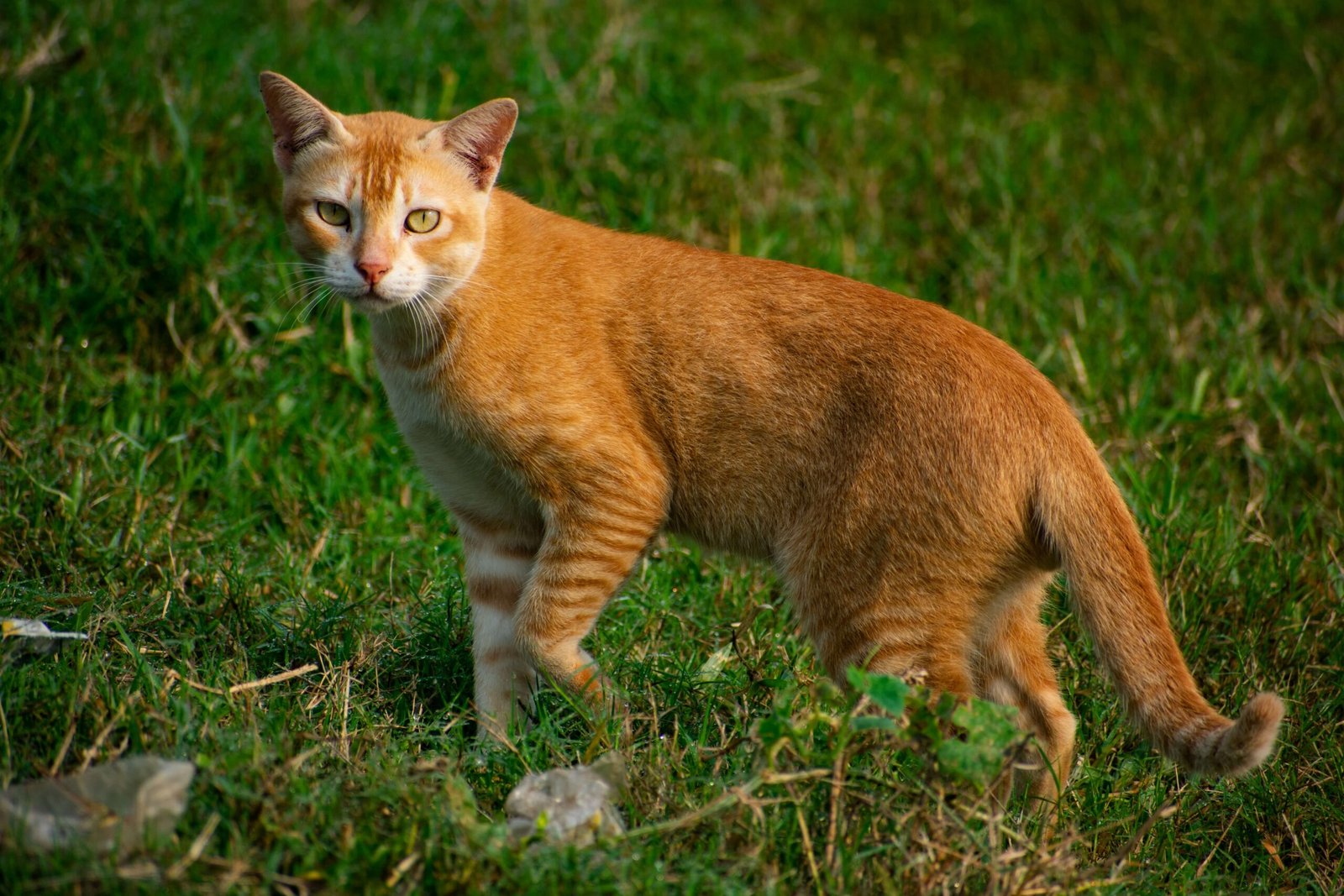 How to Say Come Here in Cat: Best 7 Expert Tips!