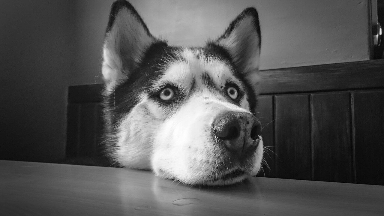 Understanding Paroxysmal Dyskinesia in Dogs: Best 7 Tips!